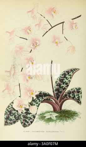 Les orchidées, Paris, J. Rothschild, 1880, Europa, orchideenkultur, Orchideen, Phalaenopsis schilleriana, Science Art, Botanik, Blumen, diese Illustration zeigt ein zartes Arrangement von Phalaenopsis Orchideen, die ihre langen, bogenförmigen Stiele mit zarten rosa Blüten zeigen. Jede Blume ist detailreich und zeigt subtile Variationen in Farbton und Form. Unter den Orchideen tauchen breite, gefleckte Blätter aus einer üppigen grünen Basis auf, die Textur und einen lebendigen Kontrast zu den anmutigen Blumen darüber hinzufügen. Diese botanische Darstellung unterstreicht die Eleganz und Komplexität dieser Schönheit Stockfoto