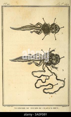 Histoire naturelle, générale et particulière, des reptiles, A Paris, de l'Imprimerie de F. Dufart, an X-XI [1802-1803], Evolution, Anatomie, Reptilien, die Illustration zeigt eine anatomische Studie einer braunen Kaulquappe, die verschiedene Stadien ihrer Entwicklung zeigt. Die obere Abbildung zeigt eine detaillierte Ansicht der Kaulquappe, die ihren gestreckten Körper und ihren markanten Schwanz betont. Die untere Abbildung zeigt zusätzliche anatomische Merkmale, einschließlich der inneren Strukturen, und zeigt den Transformationsprozess während seiner Entwicklung. Die Etiketten kennzeichnen bestimmte Teile der Kaulquappe und heben hervor Stockfoto