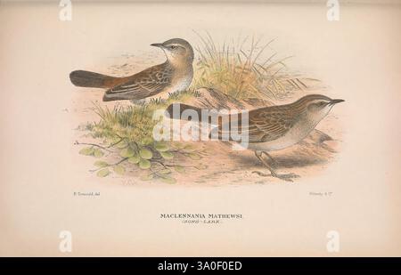 The Birds of Australia London, Witherby & Co, 1910-1927, Australia, Bibliography, Birds, Birds Australia, Pictorial Works, Bird, Australia, Mathews, Gregory Mathews, Ornithologie, diese Illustration zeigt zwei Darstellungen einer Vogelart, die ihr detailliertes Gefieder und ihre Körperstruktur zeigt. Die Vögel sind in einem naturalistischen Stil dargestellt, wobei einer aufrecht und der andere leicht abgewinkelt ist, wodurch ihre charakteristischen Markierungen hervorgehoben werden. Umgebendes Laub und subtile Details im Hintergrund deuten auf ihren natürlichen Lebensraum hin und betonen die Verbindung des Vogels zur Umgebung. Die Wissenschaftlerin Stockfoto