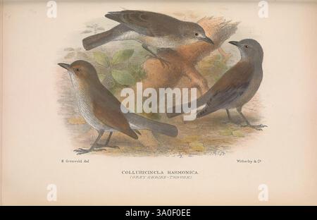The Birds of Australia London, Witherby & Co, 1910-1927. Australien, Bibliographie, Vögel, Vögel Australien, Bildwerke, Bird, Australien, Gregory Mathews, Ornithologie, die Illustration zeigt drei Colluricinclua harmonica, die allgemein als die graue Garnelendrossel bekannt ist. Diese Vögel werden in verschiedenen Posen dargestellt, die ihre charakteristischen Merkmale wie ihr sanftes graues Gefieder mit dezenten braunen Akzenten und warmen Tönen auf der Unterseite hervorheben. Der Hintergrund umfasst natürliche Elemente wie Blätter und Äste, die ein Gefühl ihres Lebensraums vermitteln. Die komplizierten Details und die sorgfältig gerenderte Farbe Stockfoto