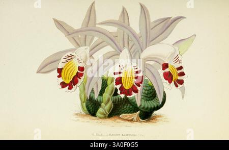Les orchidées, Paris, J. Rothschild, 1880, Europa, Orchideen, Orchideenkultur, Pleione lagenaria, Eine detaillierte botanische Illustration, die eine Gruppe lebendiger Orchideen mit auffälligen roten und gelben Markierungen zeigt. Die Blüten sind elegant geformt und mit markanten weißen Blüten, die ihre lebhafte Färbung unterstreichen. Die Blüten umgeben von üppig grünen Blättern, die einen reichen Kontrast bieten. Die komplizierten Details heben die Textur der Blumen und des Laubs hervor und veranschaulichen die Schönheit und Komplexität dieser exotischen Pflanzenart. Die Komposition präsentiert eine harmonische Mischung aus natürlicher Ele Stockfoto