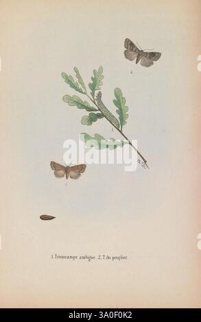 Les lépidoptères de la Belgique, Bruxelles, Librairie C. Muquardt, Merzbach et Falk succ, 1874-84, Belgien, Lepidoptera, die Abbildung zeigt eine zarte Zusammensetzung verschiedener Insekten, die in der Nähe eines grünen Eichenblattes schweben. Hervorzuheben sind zwei Arten von Falter, die jeweils komplizierte Flügelmuster in Braun- und Grautönen aufweisen, die ihre natürliche Tarnung widerspiegeln. Eine raupe, die in dezenten Grüntönen gehalten ist, liegt auf dem Blatt und weist auf ihre Rolle im Lebenszyklus dieser Falter hin. Unter diesen Elementen ist ein einzelner Samen oder Ei abgebildet, was einen Hauch von Kontrast verleiht. Die Szene erfasst Th Stockfoto