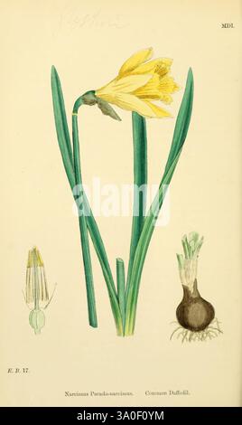 Englische Botanik oder farbige Figuren britischer Pflanzen London R. Hardwicke 1863-1886 Great Britain Pictorial Works Plants, die Illustration zeigt eine detaillierte botanische Studie der Narcissus pseudonarcissus, allgemein bekannt als Narzissen. Im Mittelpunkt steht eine blühende Narzissen mit hellgelben Blütenblättern, die elegant geschwungen und auf langen, schlanken grünen Blättern stehen. Links zeigt eine Nahdarstellung der Fortpflanzungsteile der Blüte die Struktur des Stamms und des Pistils und unterstreicht die Feinheiten ihrer Blüte. Auf der rechten Seite ist die Birne des Narzissen abgebildet, illustriert Stockfoto