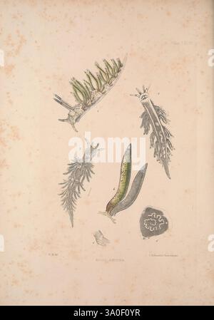 Eine Monografie des britischen Nacktschlechtums Mollusca, London, 1845-1910, Großbritannien, Mollusken, nudibranchia, die Abbildung zeigt verschiedene Arten von Nacktschnecken und zeigt ihre einzigartigen Formen und komplizierten Details. Hier werden verschiedene Organismen vorgestellt, die ihre lebendigen Farben und ihre unterschiedlichen anatomischen Strukturen hervorheben. Jede Probe ist mit Nummern gekennzeichnet, die unterschiedliche Merkmale oder Arten angeben. Das Arrangement zeigt die faszinierende Vielfalt der Meereslebewesen und betont die ornamentalen Formen und Texturen der Nacktschnecken, die sowohl als Adaptionen als auch als faszinierende Merkmale dienen. Stockfoto