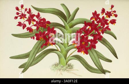 Les orchidées, Paris, J. Rothschild, 1880, Europa, orchideenkultur, Orchideen, Saccolabium curvifolium, Ascocentrum curvifolium, Eine lebendige Darstellung einer Gruppe roter Orchideen, die ihre komplizierten Blütenblätter und ihre auffällige Färbung zeigt. Die Blüten sind anmutig zwischen langen grünen Blättern angeordnet, die einen üppigen Hintergrund bieten, der die visuelle Attraktivität der lebendigen Blüten verstärkt. Die Komposition hebt die zarten Details der Blütenblätter hervor, einschließlich ihrer subtilen Markierungen und strukturierten Oberflächen, während die Gesamtstruktur ein natürliches, aber dennoch kunstvoll gestaltetes Blumenarrangement andeutet. Stockfoto
