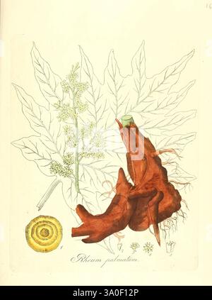 Flora Medica, oder, Abbildung der wichtigsten officinellen Pflanzen Jena, August Schmid, 1831 [d. h. 1829-1831] Heilpflanzen die Bilder des New Yorker Botanischen Gartens zeigen eine detaillierte Untersuchung von *Rheum palmatum*, allgemein bekannt als chinesischer Rhabarber. Hervorzuheben ist ein großes, rötlich-braunes Wurzelsystem, das seine komplizierte Struktur zeigt. Hinter der Wurzel erstreckt sich ein großes Blatt mit einer Palmatform nach außen und hebt sein gelapptes Aussehen und seine geäderte Textur hervor. Um die Hauptelemente herum, kleinere botanische Skizzen der Blumen der Pflanze und zusätzliche Laub-Profis Stockfoto