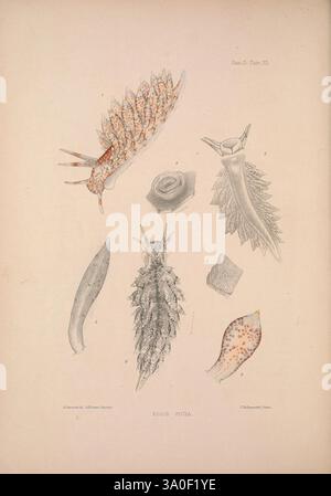 Eine Monografie des britischen Nacktschlechtums Mollusca, London, 1845-1910, Großbritannien, Mollusken, nudibranchia, diese Abbildung zeigt verschiedene Meeresschnecken, insbesondere verschiedene Arten von Meeresschnecken. Die detaillierten Darstellungen heben ihre einzigartigen Formen und Texturen hervor, mit Merkmalen wie komplizierten Wirbelsäulen, weichen Körpern und dekorativen Mustern. Jede Probe ist beschriftet, um einen Einblick in ihre wissenschaftliche Klassifizierung zu erhalten. Diese visuelle Erkundung unterstreicht die Vielfalt und Schönheit der Unterwasserwelt und präsentiert eine strukturierte Untersuchung dieser faszinierenden Weichtiere in ihrer natürlichen Form Stockfoto