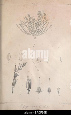 Histoire naturelle des Iles Canaries, Paris, Béthune, éditeur, 1836-1850, Botanik, Kanarische Inseln, Naturgeschichte, Bildwerke, Pflanzen, Stämme, Blätter, Blumen, die Abbildung zeigt eine botanische Studie von Polygonum aviculare, allgemein bekannt als Knotengras. Auf der Spitze zeigt eine detaillierte Darstellung der Pflanze ihre schlanken Zweige, die mit kleinen, zarten Blättern und kleinen Blumenhaufen verziert sind. Im Folgenden zeigen eine Reihe von beschrifteten Zeichnungen verschiedene Phasen des Lebenszyklus der Pflanze, einschließlich Blütenknospen, Samen und andere anatomische Merkmale, die eine gründliche Referenz für die Identifizierung bieten Stockfoto