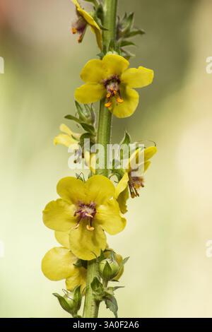 Twiggy Mullein (Verbascum virgatum) Pflanzenblume auf neutralem Hintergrund Stockfoto