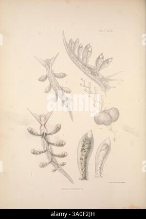 Eine Monografie des britischen Nacktschlechtums Mollusca, London, 1845-1910, Großbritannien, Mollusken, Nudibranchia, diese Abbildung zeigt eine Vielzahl von Meeresorganismen, die ihre komplexen Formen und charakteristischen anatomischen Merkmale zeigen. Im Zentrum der Komposition stehen mehrere elegant detaillierte Nacktschnecken, die für ihre lebendigen Muster und einzigartigen Formen bekannt sind. Um sie herum sind Abbildungen anderer Meereslebewesen, einschließlich verschiedener Arten von Meeresschnecken, die faszinierende Anpassungen aufweisen. Jede Figur wird akribisch gerendert, wobei Texturen und empfindliche Strukturen hervorgehoben werden und das Labor begleitet wird Stockfoto