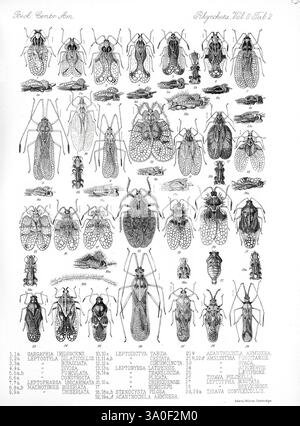 Biologia Centrali-Americana London, 1879-1915, Archäologie, Botanik, Zentralamerika, Beschreibung und Reise, wissenschaftliche Expeditionen, Zoologie, 27, Insekten, eine Sammlung detaillierter Illustrationen, die verschiedene Arten von Planthoppern und anderen verwandten Insekten zeigen. Jedes Insekt wird akribisch gerendert und zeigt komplexe anatomische Merkmale, einschließlich Flügelmuster und Körperstrukturen. Das Layout ist systematisch und nach Arten mit entsprechenden Katalognummern und wissenschaftlichen Bezeichnungen wie Asaphidella rubriventris und Leptoypha tabida geordnet. Diese Abbildungen dienen als umfassende Referenz Stockfoto