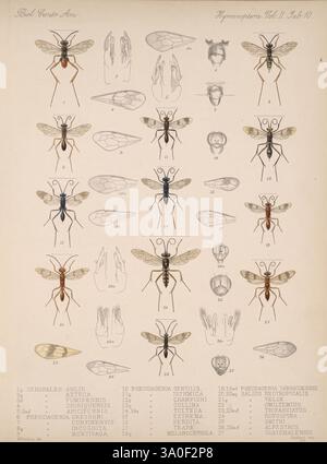 Biologia Centrali-Americana London, 1879-1915, Archäologie, Botanik, Zentralamerika, Beschreibung und Reise, wissenschaftliche Expeditionen, Zoologie, Hymenoptera, diese detaillierte Illustration zeigt eine Reihe von Ameisenarten, die verschiedene anatomische und morphologische Merkmale zeigen. Jede Probe ist sorgfältig mit entsprechenden Nummern gekennzeichnet, was die Identifizierung und Untersuchung erleichtert. Die Anordnung umfasst sowohl Seiten- als auch Draufsicht, wobei besondere Merkmale wie Körperstruktur, Flügelbildung und Unterkieferform hervorgehoben werden. Die Vielfalt der Farben hebt die verschiedenen Arten hervor, während die faszinierenden Stockfoto