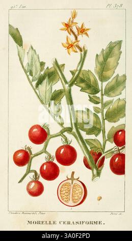 Flore, pittoresque, et, médicale, des, Antillen, Paris, Pichard, 1821-1829, Werke, West, Indien, zeigt das Bild eine botanische Illustration der Kirschtomatenpflanze, die mit dem Etikett „Morelle Cerasiforme“ gekennzeichnet ist. Detaillierte Darstellungen zeigen kleine, reife rote Tomaten, die an üppig grünen Blättern hängen. Zwischen den Blättern befinden sich zarte gelbe Blüten, die die Fortpflanzungsphase der Pflanze signalisieren. Unten zeigt ein Querschnitt einer Tomate ihre innere Struktur, komplett mit Samen umgeben von einem fleischigen Innern. Das Gesamtdesign betont die komplizierte Beau Stockfoto
