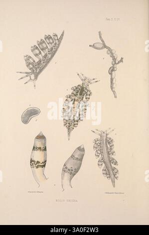 Eine Monografie des britischen Nacktschlechtums Mollusca, London, 1845-1910, Großbritannien, Mollusken, nudibranchia, Eine wissenschaftliche Illustration, die verschiedene Stadien und Formen eines bestimmten Organismus darstellt, wahrscheinlich im Zusammenhang mit der Meeresbiologie. Die detaillierten Darstellungen umfassen längliche und segmentierte Strukturen, die komplexe Muster und Texturen zeigen. Jede Probe ist mit einer Nummer gekennzeichnet, die den Beschreibungen oder Klassifizierungen entspricht, die der Abbildung beigefügt sein können. Das Arrangement ist methodisch angelegt und bietet eine klare Sichtbarkeit jeder einzelnen Entität, wobei ihr individueller morphologischer Charakter hervorgehoben wird Stockfoto