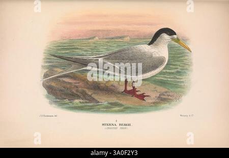 The Birds of Australia London, Witherby & Co, 1910-1927, Australia, Bibliographie, Birds, Birds Australia, Pictorial Works, Bird, Australia, Mathews, Gregory Mathews, Ornithologie, das Bild zeigt eine schöne Seeschwalbe, die anmutig auf einer felsigen Oberfläche steht, deren schlanker Körper von eleganten Federn hervorgehoben wird. Der Vogel ist mit einer ausgeprägten schwarzen Kappe auf dem Kopf dargestellt, die einen starken Kontrast zu seinem weißen Körper und seinen langen, spitzen Flügeln bildet. Sein Schnabel, ein leuchtendes Gelb mit einer dunklen Spitze, ist so positioniert, dass er Wachsamkeit suggeriert, während ein Bein auf dem Felsen steht. Der Hintergrund zeigt eine ruhige Küste Stockfoto