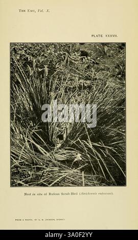 Die EMU Melbourne Royal Australasian Ornithologists Union 1901, Australasia Birds Ornithology Periodicals, Ein dichter, grasbewachsener Lebensraum mit einem Nest inmitten eines Busches mit scharfen, langen Blättern. Das Nest, das wahrscheinlich dem Rufous Scrub-Bird gehört, ist leicht getarnt und fügt sich in die Umgebung ein. Diese Kulisse hebt den natürlichen Lebensraum des Vogels hervor und betont die komplizierte Beziehung zwischen ihm und seiner Umgebung, was die Bedeutung einer dichten Vegetation für das Nisten und den Schutz verdeutlicht. Stockfoto