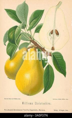 Aepfel und Birnen, Berlin, Paul Parey, 1894, Äpfel, Deutschland, Birnen, Cornell Cider, Pyrus, Birne, Walter Müller, 8, 5, Frucht, Pomologie, eine detaillierte botanische Illustration der Birnensorte Williams Christel. Die Zusammensetzung umfasst eine Gruppe von drei Reifen Birnen, die sich durch ihre glatte, gelbliche Haut und abgerundete Formen auszeichnen, die an grünen Blättern hängen. Neben den Birnen zeigt ein Querschnitt einer Birne ihr weißes Fleisch und ihren Kern und zeigt die Samen darin. Das elegante Layout unterstreicht die natürliche Schönheit der Frucht vor einem weichen, gedämpften Hintergrund. Unter dem Bildmaterial der Name o Stockfoto