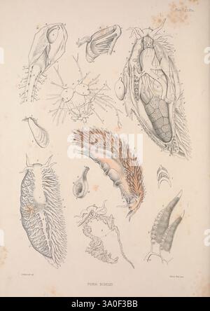 Eine Monografie des britischen Nacktschlechtums Mollusca, London, 1845-1910, Großbritannien, Mollusken, nudibranchia, die Illustration zeigt eine Vielzahl von Meerestieren, die verschiedene Arten und anatomische Strukturen zeigen. Hervorzuheben sind eine Reihe von Weichtieren, darunter komplizierte Muscheln und weiche Körper, sowie Krebstiere mit detaillierten Exoskeletten. Zarte, fließende Formen ähneln Quallen oder anderen gelatineartigen Organismen, während kleine, spindelförmige Kreaturen mit segmentierten Körpern die Komplexität der Zusammensetzung erhöhen. Die Anordnung hebt die einzigartigen Anpassungen und Merkmale hervor Stockfoto