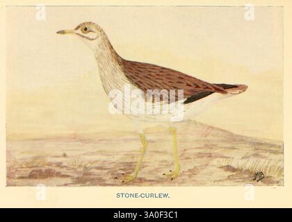British Birds & ihre Eier London W. & R. Chambers 1909 Birds Great Britain nestet Burhinus oedicnemus Eurasian dickes Knie, Ein Steinbrach steht elegant auf einem sanften, erdigen Gelände, sein schlanker Körper zeichnet sich durch eine unverwechselbare Mischung aus Braun und Creme aus. Der Vogel verfügt über lange Beine, scharfe Augen und einen leicht geschwungenen Schnabel, der seine ausgeprägte Anpassungsfähigkeit an die Umwelt zum Ausdruck bringt. Sein Gefieder zeigt komplizierte Details, mit dezenten Farbtönen, die sich harmonisch vermischen und es ermöglichen, sich in seiner Umgebung zu tarnen. Der Hintergrund deutet auf einen natürlichen Lebensraum hin und schafft eine ruhige Atmosphäre, die untergeht Stockfoto