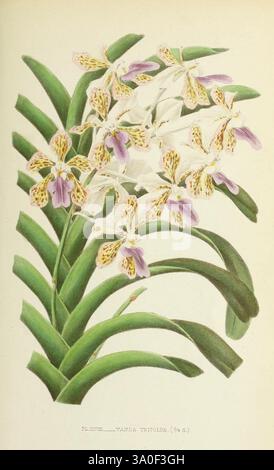 Les orchidées, Paris, J. Rothschild, 1880, Europa, Orchideen, Orchideenkultur, Vanda Tricolor, Eine lebendige Darstellung einer Gruppe von zarten Orchideen mit komplizierten Blütenblättern in violetten und weißen Tönen, die mit charakteristischen gelben Flecken verziert sind. Die Blüten sind anmutig auf langen Stielen angeordnet, umgeben von üppigen, grünen, langen Blättern, die einen auffälligen Kontrast bilden. Diese botanische Illustration betont die natürliche Schönheit und Eleganz der Orchideen und hebt ihre einzigartigen Eigenschaften und die komplizierten Details ihrer Struktur hervor. Die Komposition fängt das Wesen des Flors ein Stockfoto