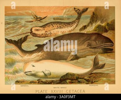 Das Tierreich basiert auf den Schriften der bedeutenden Naturforscher Audubon, Wallace, Brehm, Wood und anderen. New York, Johnson & Bailey, 1897, Säugetiere, Zoologie, Finnwal, Wal, Balaenoptera physalus, Balaenoptera physalus, Narwal, Monodon monoceros, Monodon monoceros, Belugawal, Delphinapterus leucas, Delphinapterus leucas, Cetacean, Eine ruhige Ozeanszene mit drei verschiedenen Walen. An der Vorderseite ist ein majestätischer Narwal mit seinem langen, spiralförmigen Stoßzähn dargestellt, der anmutig durch das Wasser gleitet. Daneben liegt ein weißer Wal, bekannt für seine auffällige helle Färbung, an der Oberfläche Stockfoto