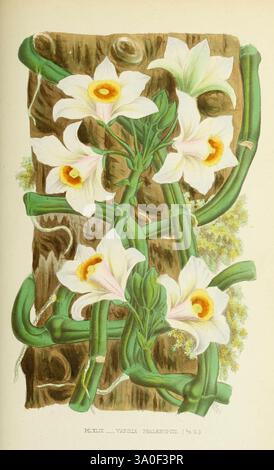 Les orchidées, Paris, J. Rothschild, 1880, Europa, Orchideen, Orchideenkultur, Vanilla, Phalaenopsis, eine elegante Illustration zeigt üppig grüne Stämme, die mit zarten weißen Orchideen, insbesondere der Vanilla planifolia-Art, verflochten sind. Die Blüten mit ihren auffälligen gelben Kehlen blühen im leuchtend grünen Laub. Die naturalistischen Details heben die Schönheit der Pflanzen hervor, mit komplizierten Texturen und subtilen Schatten, die ihr lebensechtes Aussehen verbessern. Diese Komposition fängt das Wesen eines tropischen Lebensraums ein und lädt zu Bewunderung für die harmonischen Beziehungen ein Stockfoto
