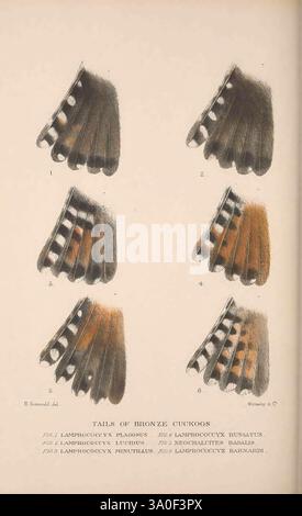 The Birds of Australia, London, Witherby & Co, 1910-1927. Australien, Bibliographie, Vögel, Vögel Australien, Bildwerke, Bird, Australien, Mathews, Gregory Mathews, Ornithologie, eine Sammlung, die die unverwechselbaren Schwanzfedern verschiedener Arten des Bronzekuckuckses zeigt. Jeder Schwanz ist mit akribischen Details dargestellt, die die einzigartigen Muster und Farben hervorheben, die die Arten unterscheiden. Die Proben sind von eins bis fünf nummeriert, was auf eine vergleichende Studie hinweist. Die Abbildungen betonen sowohl die morphologischen Unterschiede der Arten als auch die komplizierten Texturen der Feath Stockfoto