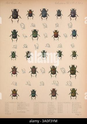 Biologia Centrali-Americana London, 1879-1915, Archäologie, Botanik, Zentralamerika, Beschreibung und Reisen, Wissenschaftliche Expeditionen, Zoologie, Coleoptera, Käfer, eine lehrreiche Illustration, die eine Vielzahl von Käferarten zeigt, die sorgfältig in Reihen angeordnet sind. Jeder Käfer wird mit detaillierten anatomischen Merkmalen dargestellt, einschließlich ihrer unterschiedlichen Färbung und Muster. Begleitet werden die Käfer mit Abbildungen ihrer verschiedenen anatomischen Teile, wie Antennen und Beine. Die Zusammensetzung ist organisiert, um die Vielfalt dieser Insekten hervorzuheben, wobei wissenschaftliche Namen unten aufgeführt sind Stockfoto