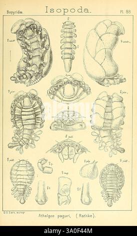Eine Darstellung der Krustentiere Norwegens Christiania A. Cammermeyer 1895-1928 Crustacea Norwegische Krustentiere, diese Abbildung zeigt verschiedene anatomische Zeichnungen von Isopoden, die sich speziell auf die Art Athlegees paguri konzentrieren. Das Layout enthält detaillierte Darstellungen verschiedener Aspekte des Organismus, die seine segmentierte Körperstruktur und verschiedene morphologische Merkmale zeigen. Die Bilder zeigen das Exoskelett, die Extremitätenanordnungen und andere wichtige anatomische Merkmale, die für die Identifizierung und Untersuchung innerhalb der Ordnung Isopoda entscheidend sind. Jede Zeichnung ist beschriftet und bietet eine umfassende Referenz f Stockfoto