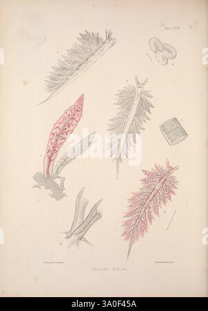 Eine Monografie des britischen Nacktschlechtums Mollusca, London, 1845-1910. Großbritannien, Weichtiere, Nacktschnecken, die Illustration zeigt eine Sammlung von Meeresschnecken, die speziell verschiedene Arten der Familie Sacoglossa zeigen. Jedes Exemplar ist detailreich und hebt einzigartige Formen, Texturen und Muster hervor. Im Mittelpunkt stehen längliche, blattartige Formen mit detaillierten anatomischen Strukturen, die die für diese Meeresschnecken typische lebhafte Färbung zeigen. Um die Hauptdarstellungen herum sind kleinere, aufwändig gerenderte Darstellungen von Eimassen und anderen anatomischen Meisterleistungen zu sehen Stockfoto