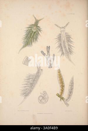 Eine Monografie des britischen Nacktschlechtums Mollusca, London, 1845-1910, Großbritannien, Mollusken, nudibranchia., diese Illustration zeigt eine Sammlung wirbelloser Meerestiere, die in prominenter Weise verschiedene Arten von Meeresschnecken und Nacktschnecken zeigen. Die Organismen weisen komplizierte Details in ihrer Morphologie auf, einschließlich Rüschenkiemen und variierender Körperformen, was ihre einzigartigen Anpassungen unterstreicht. Zusätzlich gibt es Darstellungen von Entwicklungsstadien, wie eine Eikapsel und Jugendliche Formen, die den Lebenszyklus dieser faszinierenden Kreaturen betonen. Die Gesamtkomposition stellt eine Scie dar Stockfoto