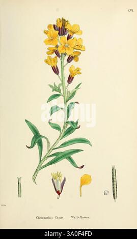 Englische Botanik oder farbige Figuren britischer Pflanzen, London, R. Hardwicke, 1863-1886, Großbritannien, malerische Werke, Pflanzen, diese Illustration zeigt die Wandblume (Cheiranthus cheiri), die ihre leuchtend gelben Blüten auf einem hohen, schlanken Stiel zeigt. Die Blumen sind detailliert dargestellt und betonen ihre einzigartige Struktur und Form. Um den zentralen Stamm herum befinden sich kleinere Abbildungen, die verschiedene Teile der Pflanze beschreiben, darunter ein einzelnes Blütenblatt, eine reife Samenkapsel und eine ungeöffnete Blütenknospe. Die Blätter sind gestreckt und lanzettförmig, was eine üppige grüne Kulisse für die St. Stockfoto