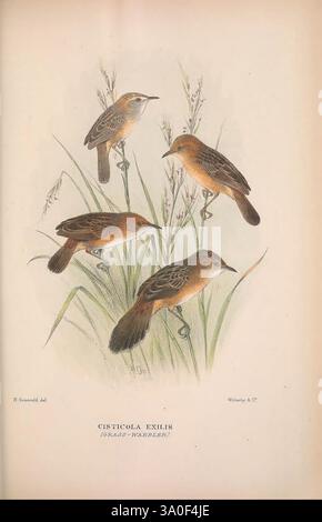 The Birds of Australia London, Witherby & Co, 1910-1927. Australien, Bibliographie, Vögel, Vögel Australien, Bildwerke, Bird, Australien, Mathews, Gregory Mathews, Ornithologie, die Abbildung zeigt vier Vögel, bekannt als Cisticola exilis, allgemein bekannt als Grasfresser. Jeder Vogel ist in einem naturalistischen Stil dargestellt, mit seinem markanten braunen Gefieder und seinen subtilen Markierungen. Sie sitzen auf schlanken Grashalmen, umgeben von zarten Grashalmen, die den natürlichen Lebensraum bereichern. Die Anordnung zeigt ihre unterschiedlichen Haltungen und Winkel an und gibt einen Einblick in ihre Stockfoto