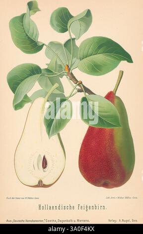 Aepfel und Birnen Berlin Paul Parey 1894 Äpfel deutschland Birnen Cornell Cider pyrus Birne Walter Müller 8 5 Fruchtpomologie, die Komposition zeigt eine detaillierte Darstellung einer Birnensorte, bekannt als „Holländische Feigenbirne“. Auf der linken Seite zeigt ein Schnitt der Birne ihr Inneres und zeigt ein glattes, cremiges Fruchtfleisch mit einem zentralen Samenkern. Die rechte Seite zeigt eine ganze Birne, die ihre abgerundete Form und ihre lebendige Haut betont, die sich während der Reifung von grün in einen Hauch von Gelb übergeht. Die Birnen umgeben große, üppig grüne Blätter, die zur organischen und natürlichen Ästhetik von beitragen Stockfoto