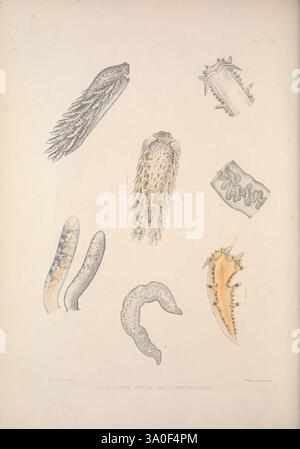 Eine Monografie des britischen Nacktschlechtums Mollusca, London, 1845-1910, Großbritannien, Mollusken, Nudibranchia, diese Abbildung zeigt eine Sammlung von Meeresorganismen, die verschiedene anatomische Strukturen und Formen zeigen. Deutlich sichtbar sind komplizierte Details von Kreaturen mit weichem Körper, die ihre einzigartigen Merkmale wie Tentakeln, Flossen und Hautstrukturen hervorheben. Jedes Exemplar wird akribisch gerendert und bietet einen Einblick in die Vielfalt des Lebens in aquatischen Umgebungen. Die Anordnung betont die zarten Formen und Muster, die für diese Organismen charakteristisch sind, und ermöglicht einen Appre Stockfoto