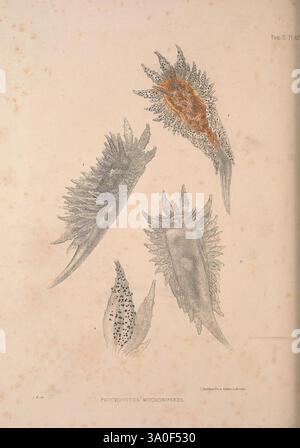 Eine Monografie des britischen Nacktschlechtums Mollusca, London, 1845-1910, Großbritannien, Mollusken, Nudibranchia, Eine Sammlung von komplizierten Meeresmuscheln, mit verschiedenen Arten, die für ihre einzigartigen Formen und Texturen bekannt sind. Das oberste Exemplar zeigt eine spitze, längliche Form mit einer Schichtstruktur, die mit zarten Mustern verziert ist. Unten zeigt ein weiteres Exemplar eine kompaktere Form, die mit Stachelvorsprüngen verziert ist, die seine Oberfläche betonen. Dazu kommen zwei weitere Formen mit unterschiedlichen Verzierungen und Größen, die die Vielfalt in dieser Form unterstreichen Stockfoto