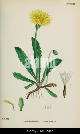 Englische Botanik farbige Figuren britischer Pflanzen London, R. Hardwicke, 1863-1886 Great Britain Pictorial Works Plants, diese Illustration zeigt den Löwenzahn, wissenschaftlich bekannt als Leontodon hispidus. Die Pflanze zeigt ihre charakteristischen breiten, gezackten Blätter, die von einer zentralen Wurzel ausstrahlen. Auf einem langen Stiel ist eine markante gelbe Blume abgebildet, die den gestaffelten Knospungsprozess zeigt. Zusätzlich werden verschiedene Elemente der Pflanze dargestellt, darunter die sich entwickelnden Knospen und der Samenkopf, der die flauschigen, verstreuten Samen zeigt, die vom Wind getragen werden können. Die detaillierten Anatomien Stockfoto