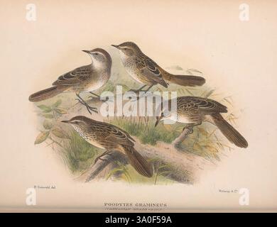 The Birds of Australia London Witherby & Co. 1910-1927. Australien Bibliographie Birds of Australia Pictorial Works Bird Australia Mathews Gregory Mathews Ornithology, Eine wunderschön illustrierte Darstellung mehrerer kleiner Vögel mit komplizierten Federmustern und subtilen Farbvariationen. Sie werden in verschiedenen Positionen gezeigt, in denen sie mit ihrer natürlichen Umgebung in Berührung kommen, umgeben von zartem Laub und Ästen. Die Liebe zum Detail hebt die zarten Merkmale der Vögel hervor, einschließlich ihrer Schnäbel und Augen, während der Hintergrund eine ruhige, natürliche Umgebung bietet, die den V verstärkt Stockfoto