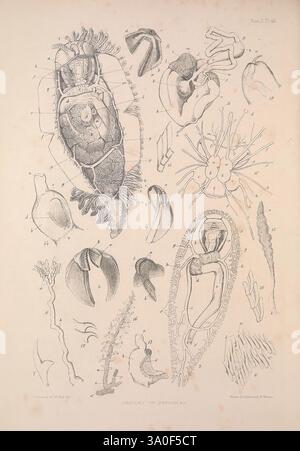 Eine Monografie der britischen Nacktschnecken-Weichtiere, London, 1845-1910, Großbritannien, Weichtiere, nudibranchia. zeigt die Abbildung eine Vielzahl detaillierter anatomischer Studien über Meereslebewesen und andere Organismen. In der Mitte ist eine große Darstellung einer Schildkrötenschale sichtbar, die mit Zahlen als Referenz versehen ist. Um sie herum sind kleinere Abbildungen zu sehen, darunter verschiedene Schalen, Gliedmaßen und anatomische Strukturen verschiedener Arten. Jede Figur ist akribisch beschriftet und bietet Einblicke in die Vielfalt der Formen und Formen in der Natur. Die Komposition hebt die Komposition hervor Stockfoto
