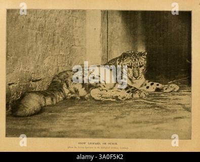 Cassell's Natural History London Cassell & Company, Limited, 1896 Animals Leoparden-Nomenklatur Tierverhalten Uncia uncia Panthera uncia, Ein Schneeleopard, der auf einer Steinoberfläche liegt und seinen schlanken Körper teilweise ausdehnt. Das unverwechselbare Fell der Großkatze zeigt ein wunderschönes Muster aus dunklen Rosetten vor einem helleren Hintergrund, was seine einzigartige Anpassung an die bergigen Lebensräume verdeutlicht. Seine durchdringenden Augen sind wachsam und vermitteln sowohl Anmut als auch ein Gefühl von Macht. Der Hintergrund deutet auf eine natürliche Umgebung hin, die die ruhige und doch beeindruckende Präsenz dieses schwer fassbaren Kreaturen verstärkt Stockfoto