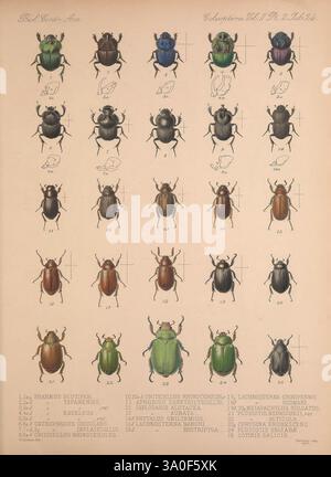 Biologia Centrali-Americana London, 1879-1915 Archaeology Botany Central America Beschreibung und Reise Wissenschaftliche Expeditionen Zoologie Coleoptera Käfer, eine Reihe detaillierter Illustrationen, die eine Vielzahl von Käferarten zeigen, die methodisch in Reihen angeordnet sind. Jeder Käfer wird mit seinen charakteristischen Merkmalen dargestellt, einschließlich Farbe, Form und Größe. Unter jedem Käfer befinden sich entsprechende Etiketten, auf denen die wissenschaftlichen Namen und zusätzliche Einstufungsdetails angegeben sind. Das Layout betont die Vielfalt der Käfer-Morphologie und bietet eine visuelle Referenz für entomologische Untersuchungen und Vergleich. Stockfoto