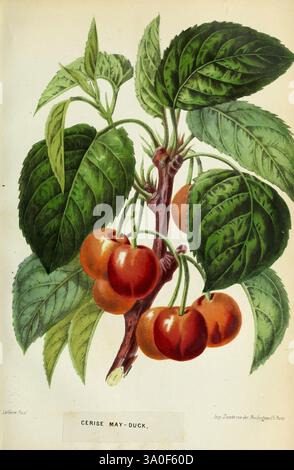 Revue horticole, Paris, Librairie agricole de la maison rustique, 1829-1974, Frankreich, Gartenbau, Zeitschriften, Ein Zweig, der mit leuchtenden Maientenkirschen geschmückt ist, eingebettet zwischen üppig grünen Blättern. Die Kirschen zeigen einen satten, glänzenden roten Farbton, der ihre Reife zum Ausdruck bringt, während das detailreiche Laub ein Spiel von Licht und Schatten auf der strukturierten Oberfläche der Blätter offenbart. Diese botanische Illustration fängt das Wesen der Frucht ein und hebt sowohl ihre Schönheit als auch die natürliche Umgebung hervor, in der sie gedeiht. Die Komposition betont die Harmonie der Kirschen und der Tei Stockfoto