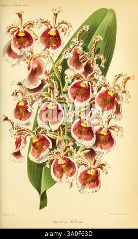 Revue horticole, Paris, Librairie agricole de la maison rustique, 1829-1974, Frankreich, Gartenbau, Zeitschriften, Taxonomie: Binomial = Oncidium weltoni., Eine erstaunliche Anordnung von Orchideenblüten mit komplizierten Mustern und reicher Färbung. Jede Blume zeigt zarte Blütenblätter, die mit einer auffälligen Mischung aus tiefem Rot, weiß und Anklängen von Goldgelb verziert sind, die einen lebhaften Kontrast zu den üppig grünen Blättern bilden. Die Komposition unterstreicht die eleganten Kurven und einzigartigen Formen der Blüten und betont ihre ornamentale Schönheit. Sie sind bekannt für ihre komplizierten Markierungen und Texturen, diese Stockfoto