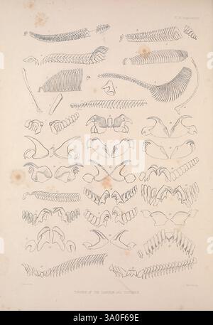 Eine Monografie des britischen Nacktschlechtums Mollusca, London, 1845-1910, Großbritannien, Mollusken, nudibranchia, diese Illustration zeigt eine detaillierte Untersuchung verschiedener Skelettstrukturen und hebt die komplizierten Formen und Formen von Knochen hervor. Die Anordnung besteht aus mehreren Reihen von Wirbeln, Rippen und anderen Skelettkomponenten, die jeweils sorgfältig zur anatomischen Referenz beschriftet sind. Die Präzision der Linien unterstreicht die einzigartigen Eigenschaften und Variationen der einzelnen Elemente und ist somit eine wertvolle Ressource für das Verständnis der vergleichenden Anatomie. Das Gesamtlayout stellt eine systematische Untersuchung dar Stockfoto
