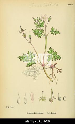 Englische Botanik farbige Figuren British Plants London R. Hardwicke 1863-1886 Great Britain Pictorial Works Plants, das Bild zeigt eine illustrierte botanische Studie von Geranium Robertianum (allgemein bekannt als Roberts Geranium). Im Mittelpunkt steht eine detaillierte Darstellung der Pflanze mit ihren charakteristischen Blättern, die tief gelappt und leicht gezackt sind. Der Stiel ist schlank und erhebt sich von der Basis, verziert mit kleinen Knospen und Blüten, die fünf unterschiedliche Blütenblätter aufweisen, typischerweise in hellen Rosa- oder Violetttönen. Unter der Abbildung der Anlage werden verschiedene gekennzeichnete Zeichnungen hervorgehoben Stockfoto