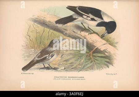 The Birds of Australia London, Witherby & Co, 1910-1927. Australien Bibliographie Birds of Australia Pictorial Works Bird Australia Mathews Gregory Mathews Ornithology, Eine wunderschön illustrierte Szene mit zwei Vögeln auf einem Baumzweig, umgeben von zartem Laub. Der obere Vogel zeigt ein markantes schwarz-weißes Gefieder mit einer auffälligen dunklen Kappe und einer eleganten Haltung, während er den unteren Vogel beobachtet. Der kleinere Vogel, der mit subtilen Tönen und detaillierten Markierungen verziert ist, scheint aufmerksam zuzuhören oder mit seinem Begleiter zu interagieren. Dieses Kunstwerk fängt die heitere Schönheit ein Stockfoto