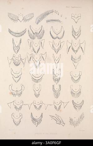 A, Monografie, von, Britisch, Nudibranchiate, Mollusca, London, 1845-1910, Großbritannien, Mollusken, Nacktschnecken, Eine Sammlung komplizierter Illustrationen, die verschiedene Arten von Zahnstrukturen und anatomischen Merkmalen zeigen. Die detaillierten Entwürfe sind in Reihen angeordnet, die mehrere Formen und Konfigurationen darstellen und wahrscheinlich verschiedene Arten oder Variationen innerhalb einer bestimmten Gruppe darstellen. Jede Illustration betont die einzigartigen Merkmale der Strukturen und hebt die Vielfalt in Form und Funktion hervor. Die Gesamtanordnung deutet auf eine systematische Studie hin, die möglicherweise mit anatomischen Aspekten zusammenhängt. Stockfoto