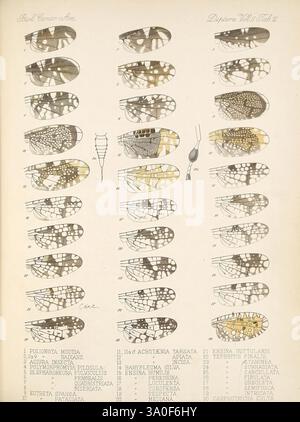 Biologia Centrali-Americana, London, 1879-1915, Archäologie, Botanik, Zentralamerika, Beschreibung und Reise, wissenschaftliche Expeditionen, Zoologie, blendende Vielfalt, eine Sammlung von sorgfältig illustrierten Flügelmustern und anatomischen Details verschiedener Schmetterlingsarten, die komplexe Designs und Variationen in Farbe und Textur zeigen. Jedes Segment weist unterschiedliche Merkmale auf, wie die Skalenanordnung und die Flügelmorphologie, mit begleitenden Etiketten, die die wissenschaftlichen Namen der einzelnen Arten kennzeichnen. Das Layout betont die Vielfalt und Schönheit der Lepidopterananatomie und hebt die künstlerische Re hervor Stockfoto