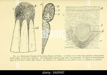 Reptilien, Amphibien, Fische und Lower Chordata London, Methuen, 1912, Amphibien, Fische, Reptilien, die Abbildung zeigt eine detaillierte wissenschaftliche Darstellung des Mechanismus hinter der Erzeugung von Licht. Es besteht aus drei beschrifteten Abschnitten: - Der erste Abschnitt (beschriftet mit A) zeigt eine Nahaufnahme der Oberfläche eines Leuchtorgans, wodurch die komplizierte Struktur hervorgehoben wird, die an der Lichtemission beteiligt ist. - Der zweite Abschnitt (mit B gekennzeichnet) bietet eine Seitenansicht des Organs, die seine längliche Form und die Anordnung der Zellen, die zur Biolumineszenz beitragen, veranschaulicht. - Der dritte Abschnitt (mit C beschriftet) ist abgebildet Stockfoto
