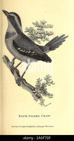 Allgemeine Zoologie oder systematische Naturgeschichte, London, gedruckt für G. Kearsley, 1800-1826, Bildwerke, Zoologie, Vogel, eine detaillierte Abbildung einer Blauschwanzkrähe, die auf einem Ast thront. Der Vogel hat einen markanten blauen Schwanz mit komplizierten Federmustern, während sein Körper eine Mischung aus Farben und Texturen aufweist, die seine natürliche Schönheit hervorheben. Die Krähe wird von zarten floralen Elementen umgeben, die der Komposition einen Hauch von Natur verleihen. Die Überschrift enthält den Titel „Blauschwanzkrähe“ am unteren Rand, was darauf hindeutet, dass in dieser künstlerischen Darstellung ein Schwerpunkt auf Vogelarten gelegt wird. Die Gesamtkonstruktion r Stockfoto